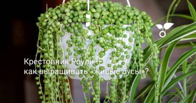 Крестовник Роули — как выращивать «живые бусы»? - botanichka.ru