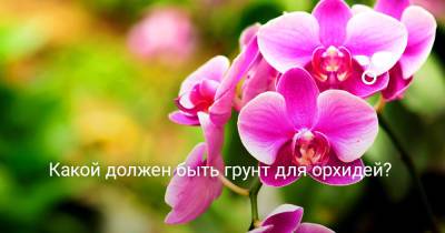 Какой должен быть грунт для орхидей? - botanichka.ru