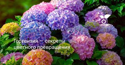 Гортензия — секреты цветного превращения - botanichka.ru