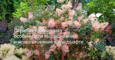 Скумпия кожевенная — особенности выращивания и использования в ландшафте - botanichka.ru