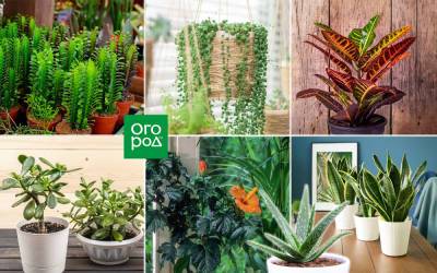10 комнатных растений для южных окон - ogorod.ru