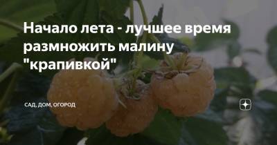 Начало лета - лучшее время размножить малину "крапивкой" - zen.yandex.ru