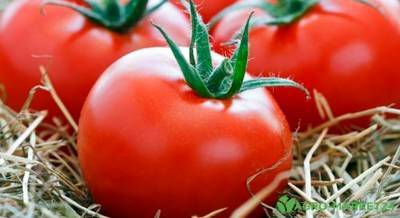 Урожайные сорта ранних томатов - agro-market24.ru