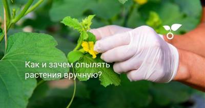 Как и зачем опылять растения вручную? - botanichka.ru