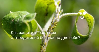 Как защитить растения от вредителей безопасно для себя? - botanichka.ru