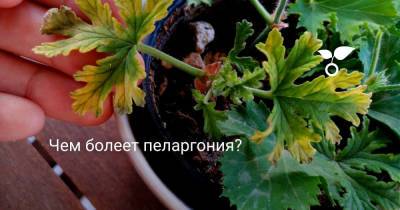 Чем болеет пеларгония? - botanichka.ru