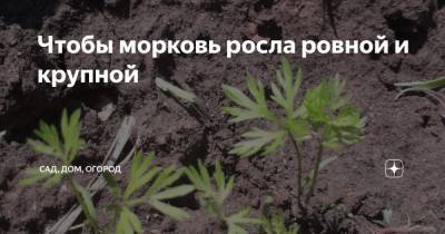 Чтобы морковь росла ровной и крупной - zen.yandex.ru