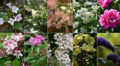 10 самых красивых кустарников, цветущих летом - supersadovnik.ru