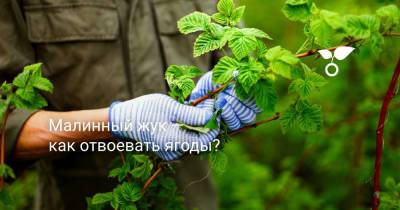 Малинный жук — как отвоевать ягоды? - botanichka.ru