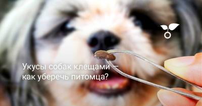 Укусы собак клещами — как уберечь питомца? - botanichka.ru