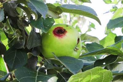 Прожорливая яблонная плодожорка - sotki.ru
