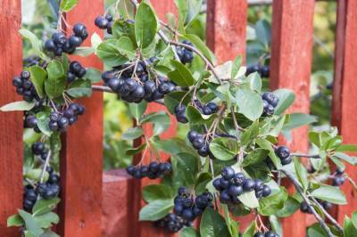 7 ягодных кустарников, которые можно посадить за забором - ogorod.ru