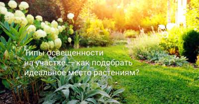Типы освещенности на участке — как подобрать идеальное место растениям? - botanichka.ru