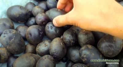 Сохранение урожайности понравившегося сорта картофеля – чтобы не вырождался - vsaduidoma.com