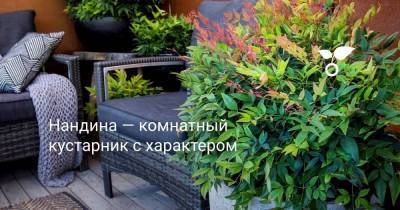 Нандина — комнатный кустарник с характером - botanichka.ru