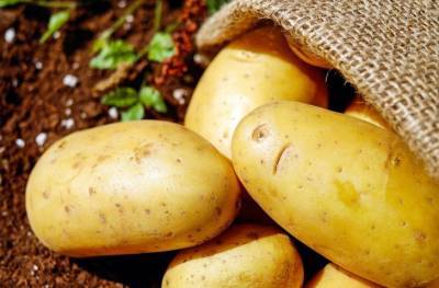 Из-за чего можно лишиться урожая картофеля: 3 распространенные ошибки - belnovosti.by - Белоруссия