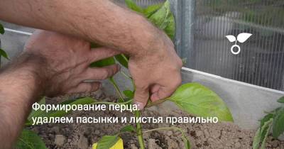 Формирование перца: удаляем пасынки и листья правильно - botanichka.ru