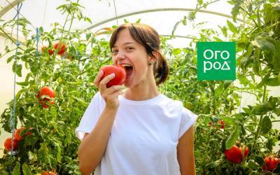 Почему тепличные помидоры несладкие и как это исправить - ogorod.ru