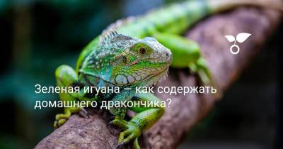 Зеленая игуана — как содержать домашнего дракончика? - botanichka.ru