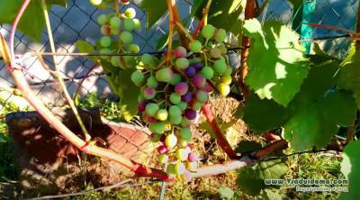 Уход за виноградом в июле – борьба с болезнями и подкормки - vsaduidoma.com
