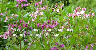 19 самых опасных инвазионных видов растений в России - botanichka.ru - Россия - Украина - Мариуполь