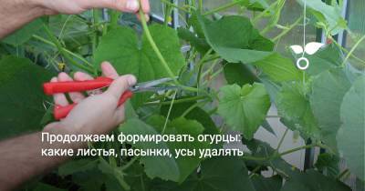 Продолжаем формировать огурцы: какие листья, пасынки, усы удалять - botanichka.ru
