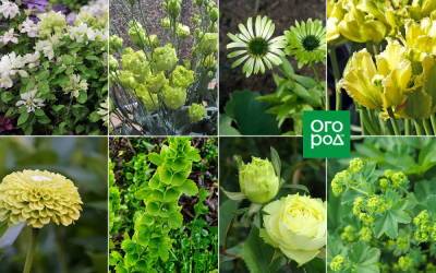 10 растений с зелеными цветками - ogorod.ru