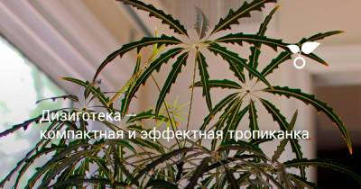 Дизиготека — компактная и эффектная тропиканка - botanichka.ru