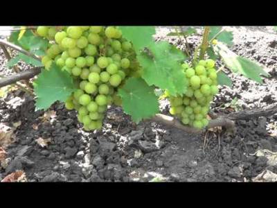Мускатные сорта винограда - selomoe.ru - Россия - г. Виноград - Средняя Полоса