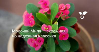 Молочай Миля — скромная, но надежная классика - botanichka.ru