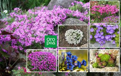 10 лучших растений для рокария и альпинария – советует профессионал - ogorod.ru