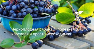 Черноплодная рябина — полезная, красивая и просто необходимая - botanichka.ru