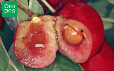 Внутри ягод вишни и черешни червяки – что это и как избавиться - ogorod.ru - Россия - Украина