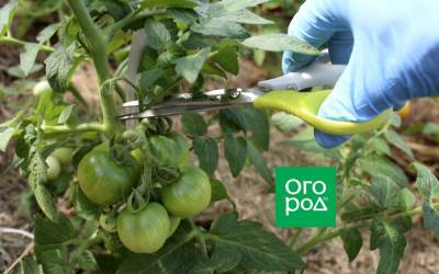 Формирование и обработка томатов в жару: как не остаться без урожая - ogorod.ru