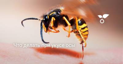 Что делать при укусе осы - botanichka.ru