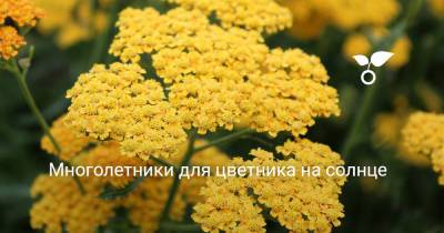 Многолетники для цветника на солнце - botanichka.ru
