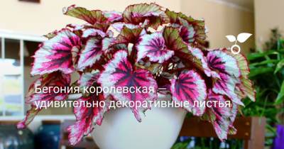 Бегония королевская — удивительно декоративные листья - botanichka.ru