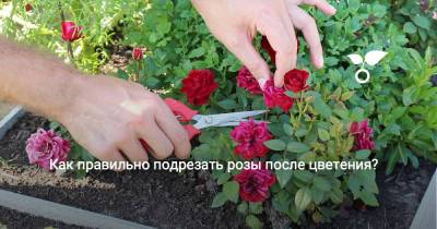 Как правильно подрезать розы после цветения? - botanichka.ru