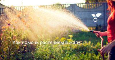 Как помочь растениям в жару - botanichka.ru