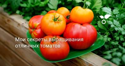 Мои секреты выращивания отличных томатов - botanichka.ru