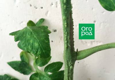 Трещины на стебле томатов – что это такое и как помочь растениям - ogorod.ru