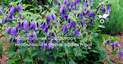 Колокольчик «Сарастро» — необычный и очень эффектный - botanichka.ru - Корея