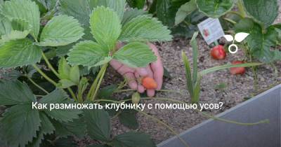 Как правильно размножать клубнику с помощью усов? - botanichka.ru