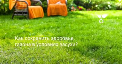 Как сохранить здоровье газона в условиях засухи? - botanichka.ru