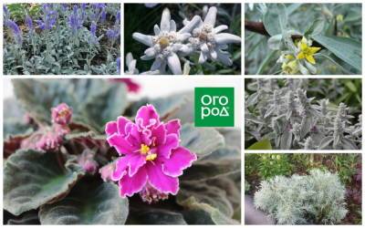 Хочется потрогать: 7 растений с пушистыми листьями для сада и дома - ogorod.ru