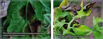 Пятна на томатах – кладоспориоз и фитофтороз: как отличить и вылечить - vsaduidoma