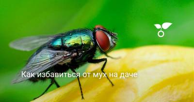 Как избавиться от мух на даче - botanichka.ru