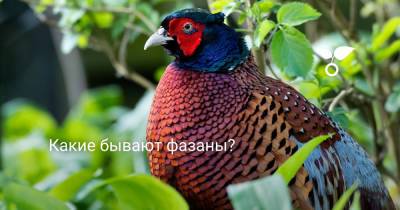 Какие бывают фазаны? - botanichka.ru