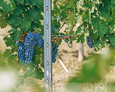 Шпалерная опора для виноградников: что выбрать? - rynok-apk.ru - г. Виноград