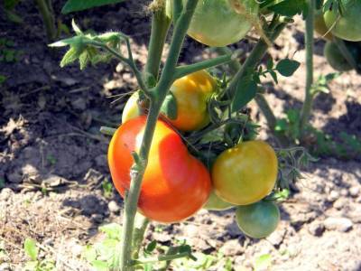 Что нужно сделать, чтобы помидоры быстрее краснели на кустах - belnovosti.by